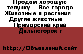 Продам хорошую телучку. - Все города Животные и растения » Другие животные   . Приморский край,Дальнегорск г.